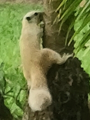 Callosciurus finlaysonii