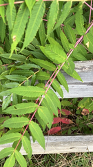 Rhus glabra
