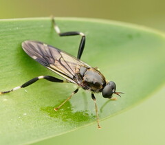 Exaireta spinigera
