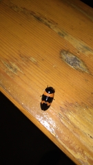 Cosmoscarta abdominalis