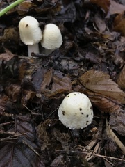 Amanita junquillea
