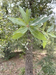 Quercus incana