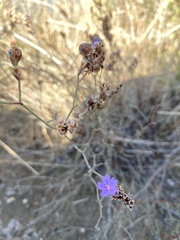 Limonium vulgare