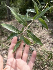 Quercus incana