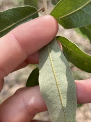 Quercus incana