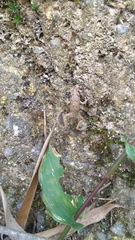 Fejervarya limnocharis