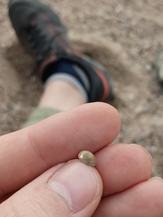 Theodoxus fluviatilis