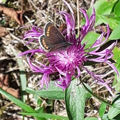 Aricia agestis