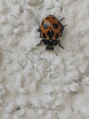 Ceratomegilla notata