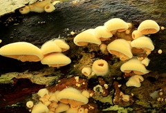 Phyllotopsis nidulans