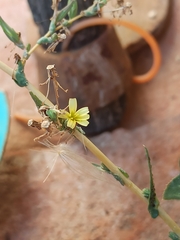 Lactuca serriola