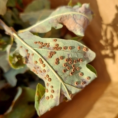 Neuroterus numismalis