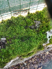 Homalothecium sericeum
