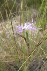Dianthus broteri