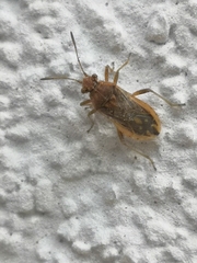 Rhopalus parumpunctatus