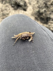 Rhithropanopeus harrisii