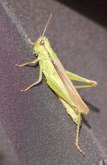 Mecostethus parapleurus