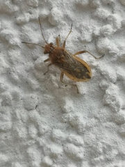 Rhopalus parumpunctatus