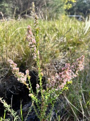 Sprengelia incarnata