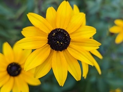 Rudbeckia fulgida