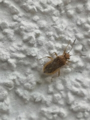 Rhopalus parumpunctatus