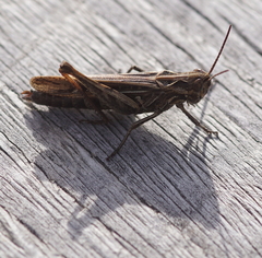 Chorthippus biguttulus