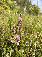 Sprengelia incarnata