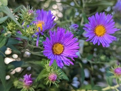 Symphyotrichum novae-angliae