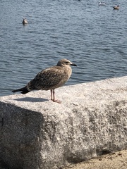 Larus argentatus