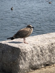 Larus argentatus