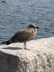 Larus argentatus