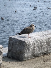 Larus argentatus