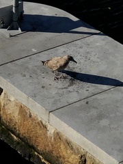 Larus