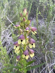 Disa cornuta