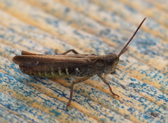 Chorthippus biguttulus