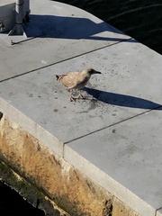 Larus