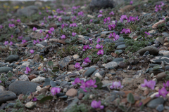 Gueldenstaedtia monophylla