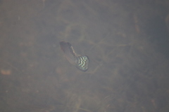 Poeciliidae