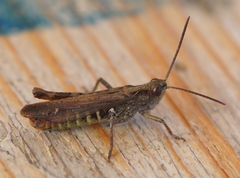 Chorthippus biguttulus