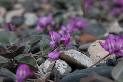 Gueldenstaedtia monophylla