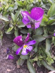 Viola × wittrockiana
