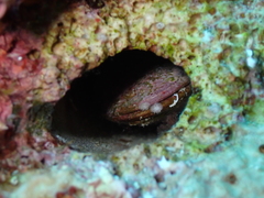 Lithophaga lithophaga