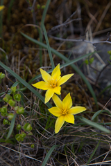 Tulipa uniflora