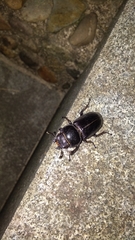 Serrognathus titanus platymelus