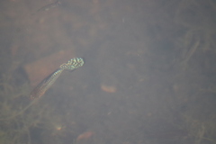 Poeciliidae