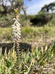 Epacris
