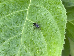 Liris subtessellatus