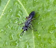 Liris subtessellatus