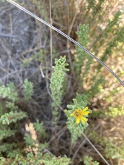 Limbarda crithmoides