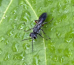 Liris subtessellatus